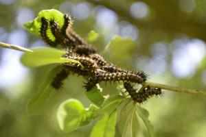 These stinging insects will soon invade Louisiana. Will they multiply in number this year?